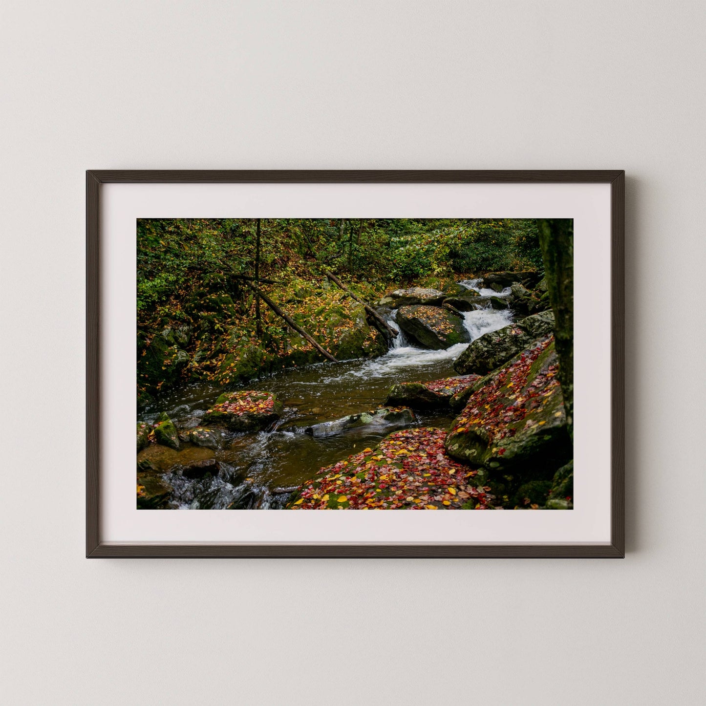 Wester North Carolina Stream - Fall